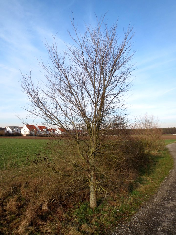 20150203Ulmus_minor03