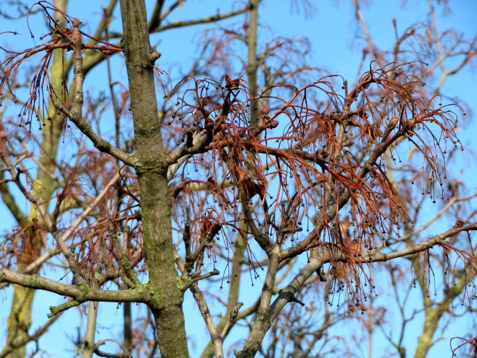 20150220Acer_pseudoplatanus3