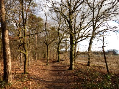 20150202Quercus_robur1