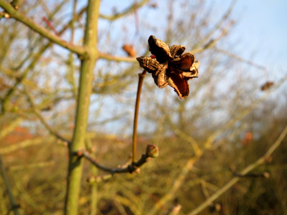 20150224Euonymus_europaeus2