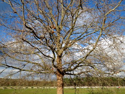 20150202Platanus_x_hispanica2