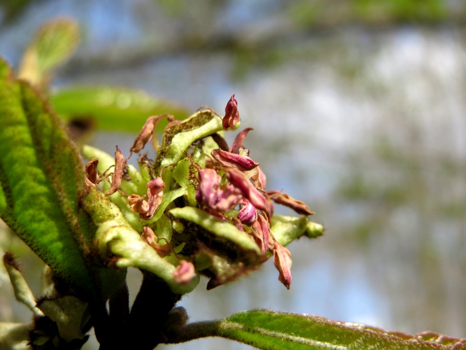 20150413Parrotia_persica3