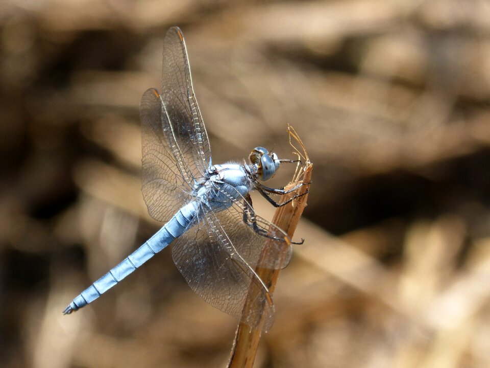 Orthetrum cancellatum dragonfly river