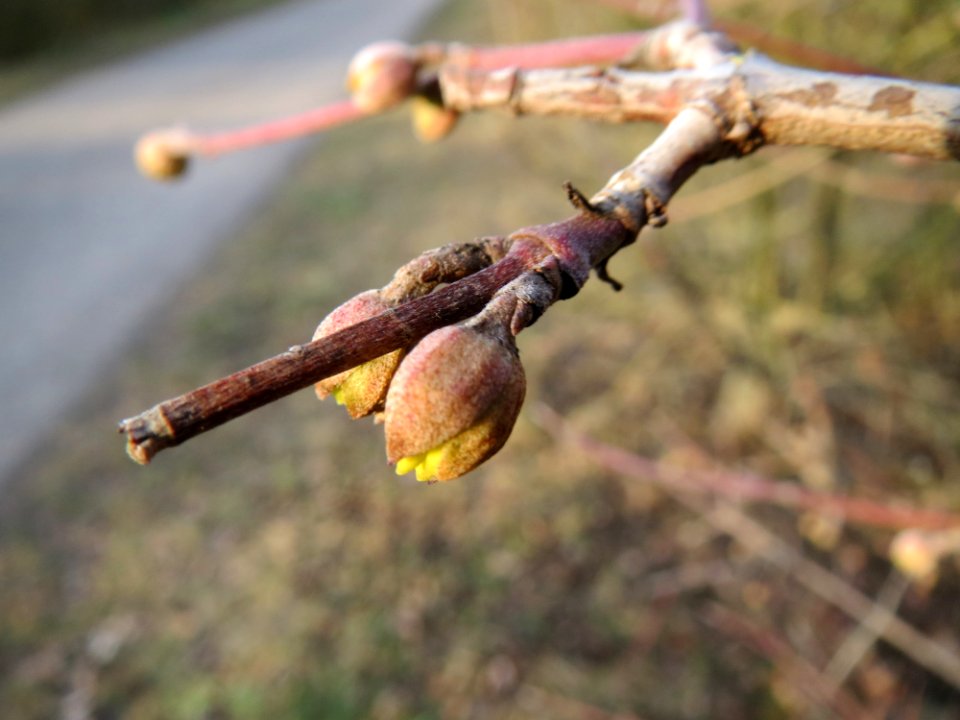 20150224Cornus_mas