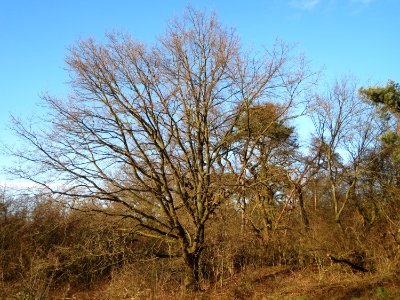 20150202Quercus_robur6