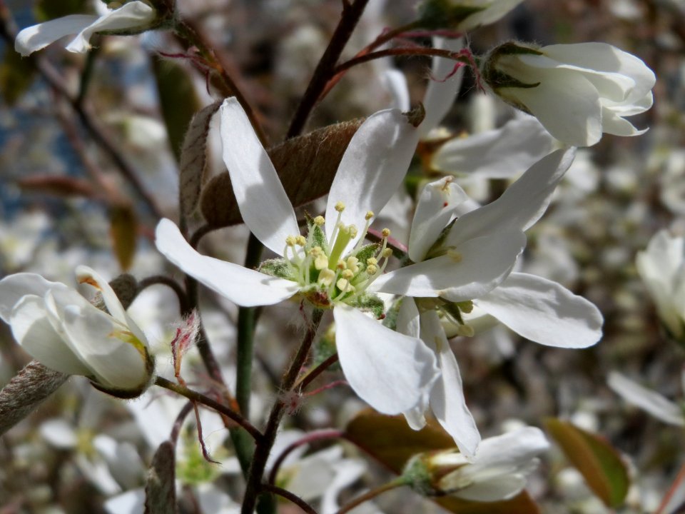 20150413Amelanchier_lamarckii1