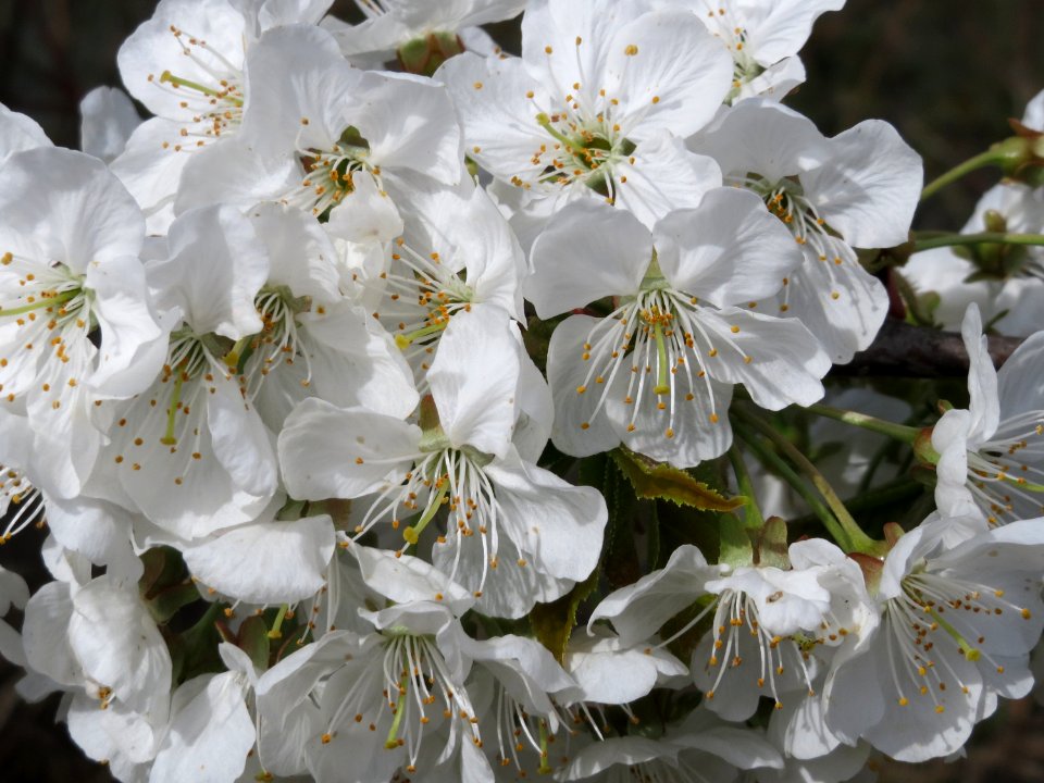 20150413Prunus_sect_Cerasus2