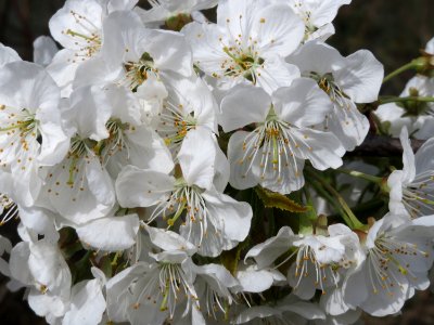 20150413Prunus_sect_Cerasus2