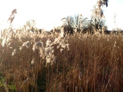 20150202Phragmites_australis4