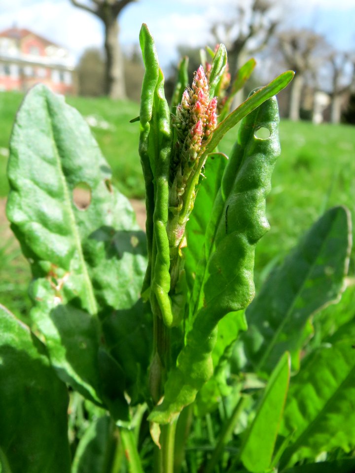 20150413Rumex_acetosa3