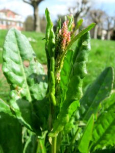 20150413Rumex_acetosa3