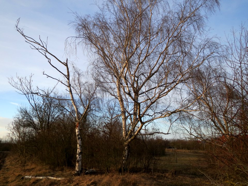 20150224Betula_pendula3