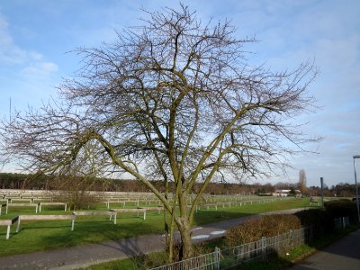 20150203Prunus_cerasifera1