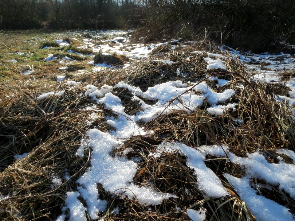 20150207St_Arnualer_Wiesen3