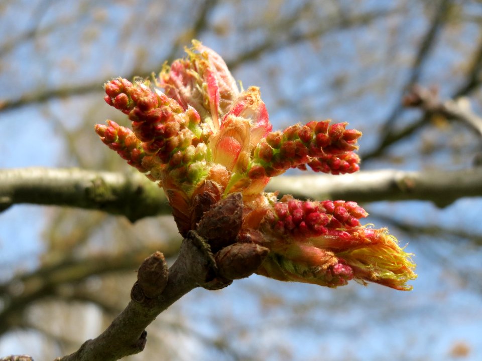 20150413Quercus_rubra3