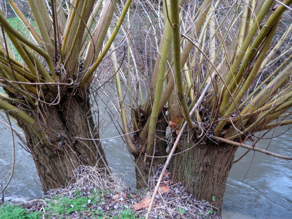 20150204Salix_alba2