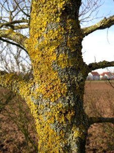20150203Ulmus_minor12