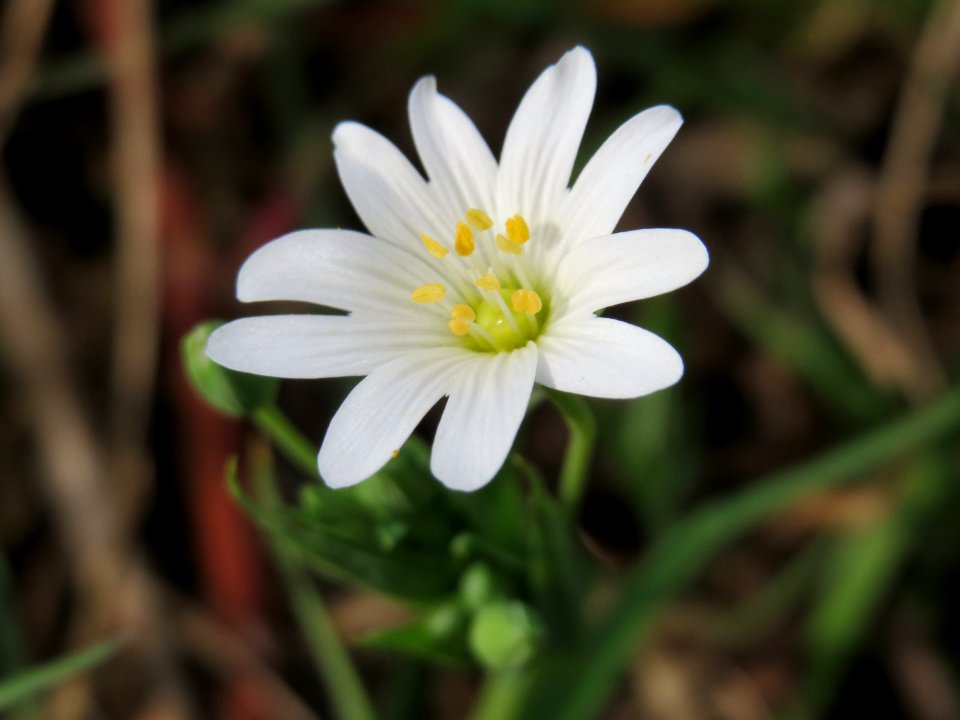 20150413Stellaria_holostea1
