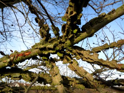 20150203Ulmus_minor14