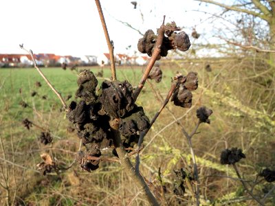 20150203Ulmus_minor23