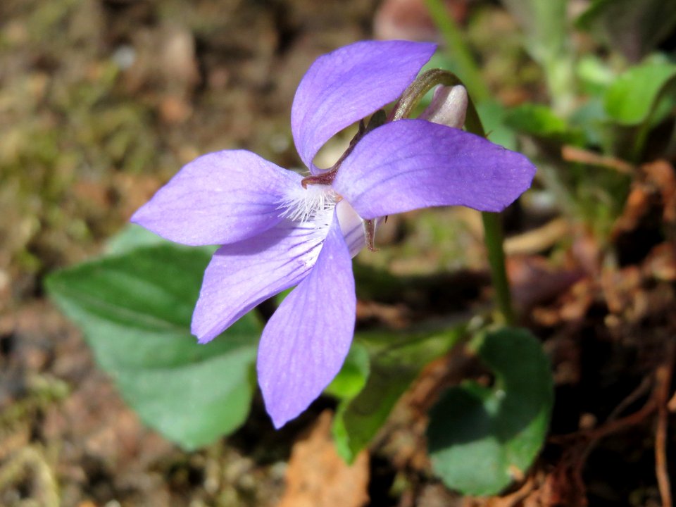 20150413Viola_odorata