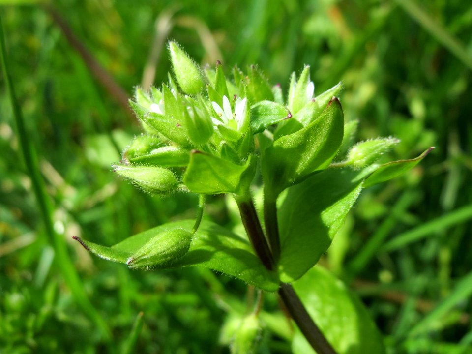 20150413Cerastium_fontanum3