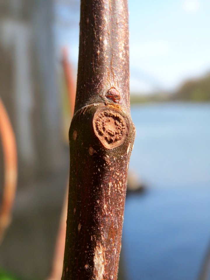 20150414Ficus_carica2