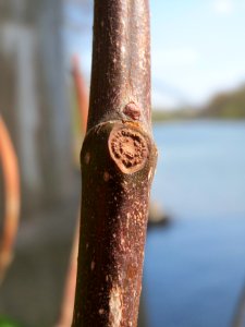 20150414Ficus_carica2