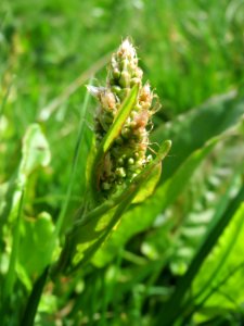 20150413Rumex_acetosa2