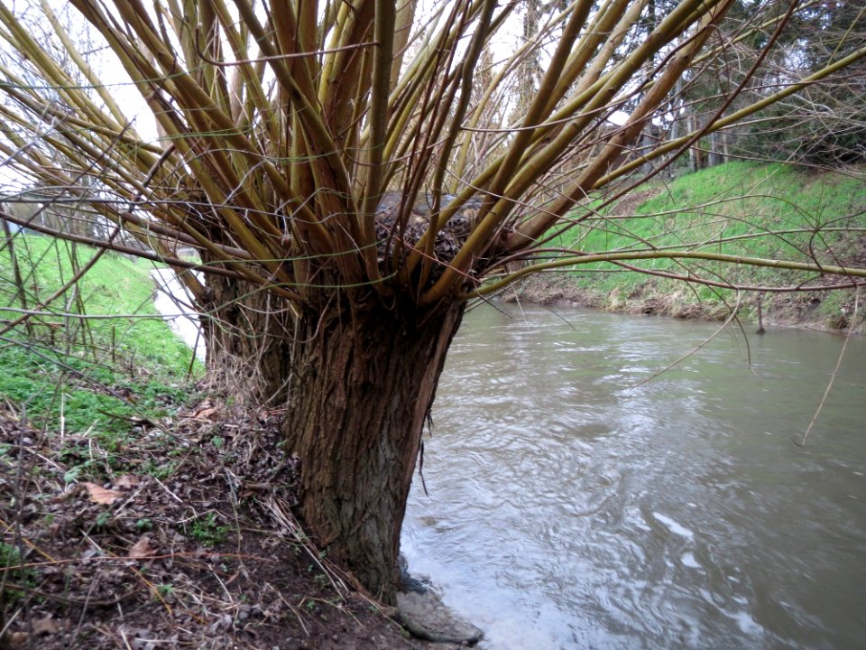 20150204Salix_alba3