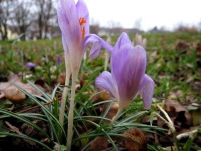 20150216Crocus_tommasinianus5