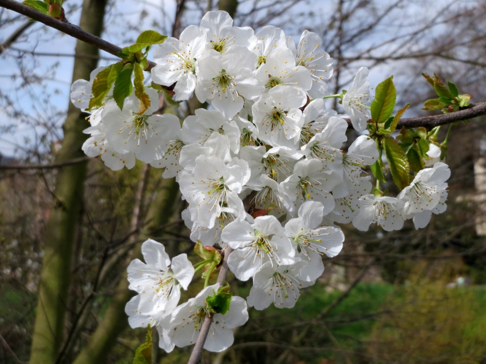 20150413Prunus_sect_Cerasus3