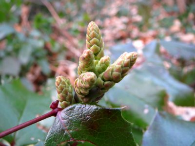 20150215Mahonia_aquifolium5