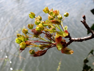 20150413Acer_platanoides