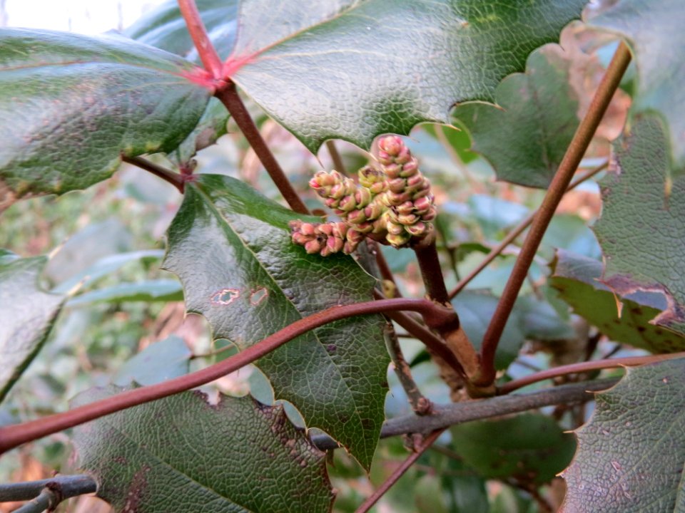 20150215Mahonia_aquifolium3