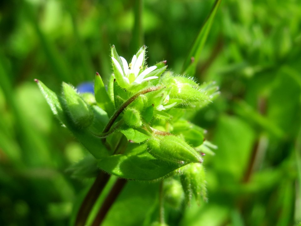 20150413Cerastium_fontanum2