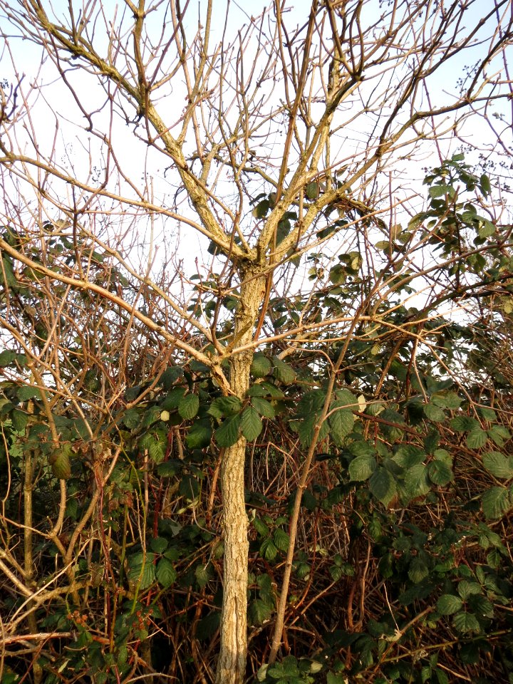 20150203Sambucus_nigra