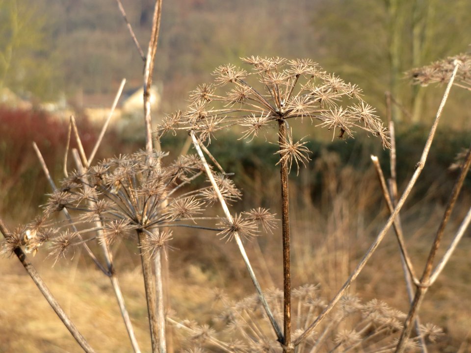 20150211Heracleum_sphondylium1