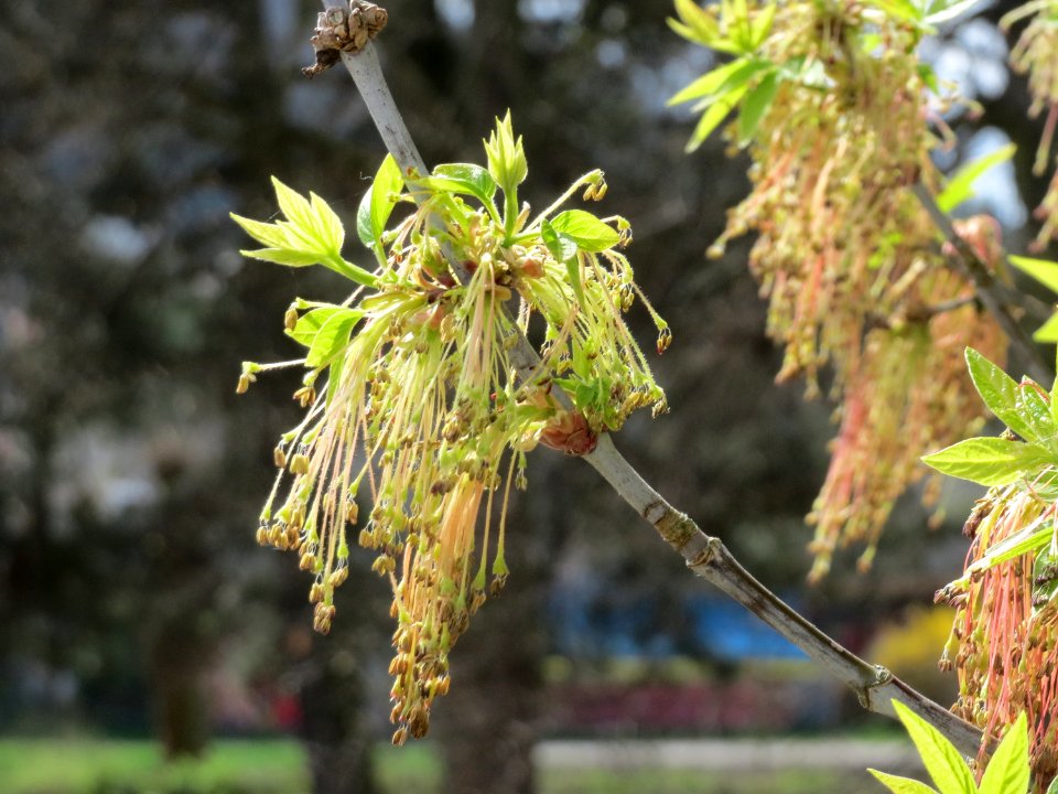 20150413Acer_negundo