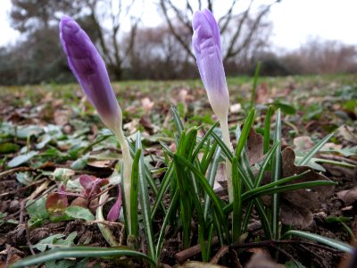 20150216Crocus_tommasinianus4