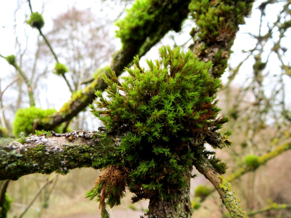 20150301Sambucus_nigra2
