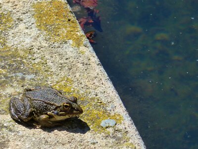 Raft water batrachian