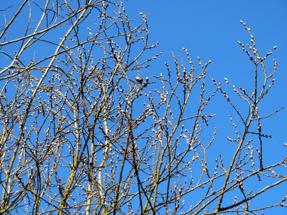 20150207Salix_caprea1