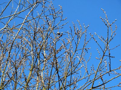20150207Salix_caprea1
