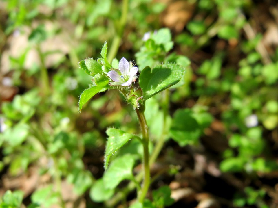 20150412Veronica_hederifolia