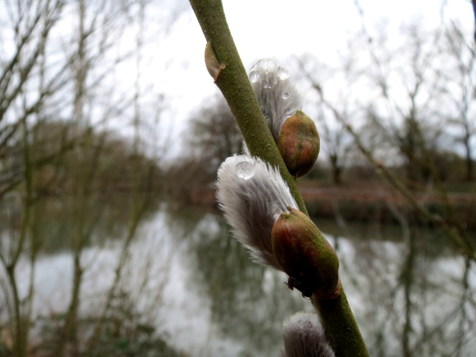 20150301Salix_caprea1