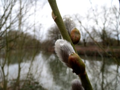 20150301Salix_caprea1