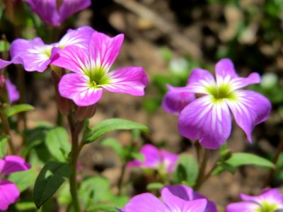 20150414Erysimum_cheiri3