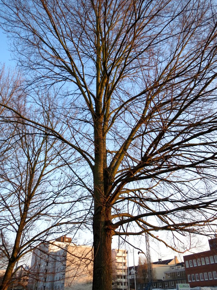 20150206Ulmus_minor1