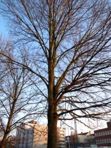 20150206Ulmus_minor1